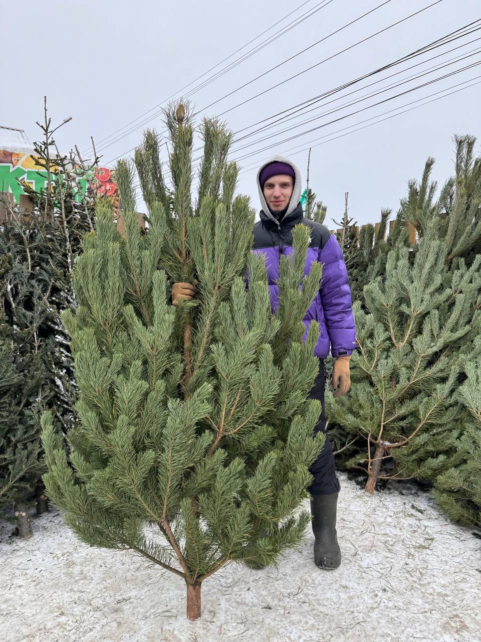 Фото Журналист сравнил цены на елочных базарах Новосибирска 4